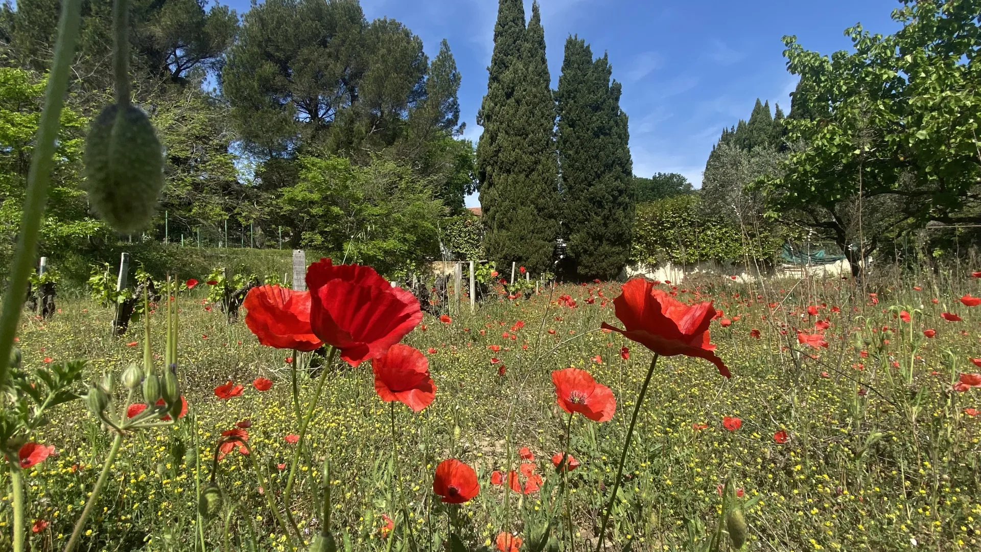 Jardin provençal avec oliviers centenaires — Villa Plaisance, Bédarrides