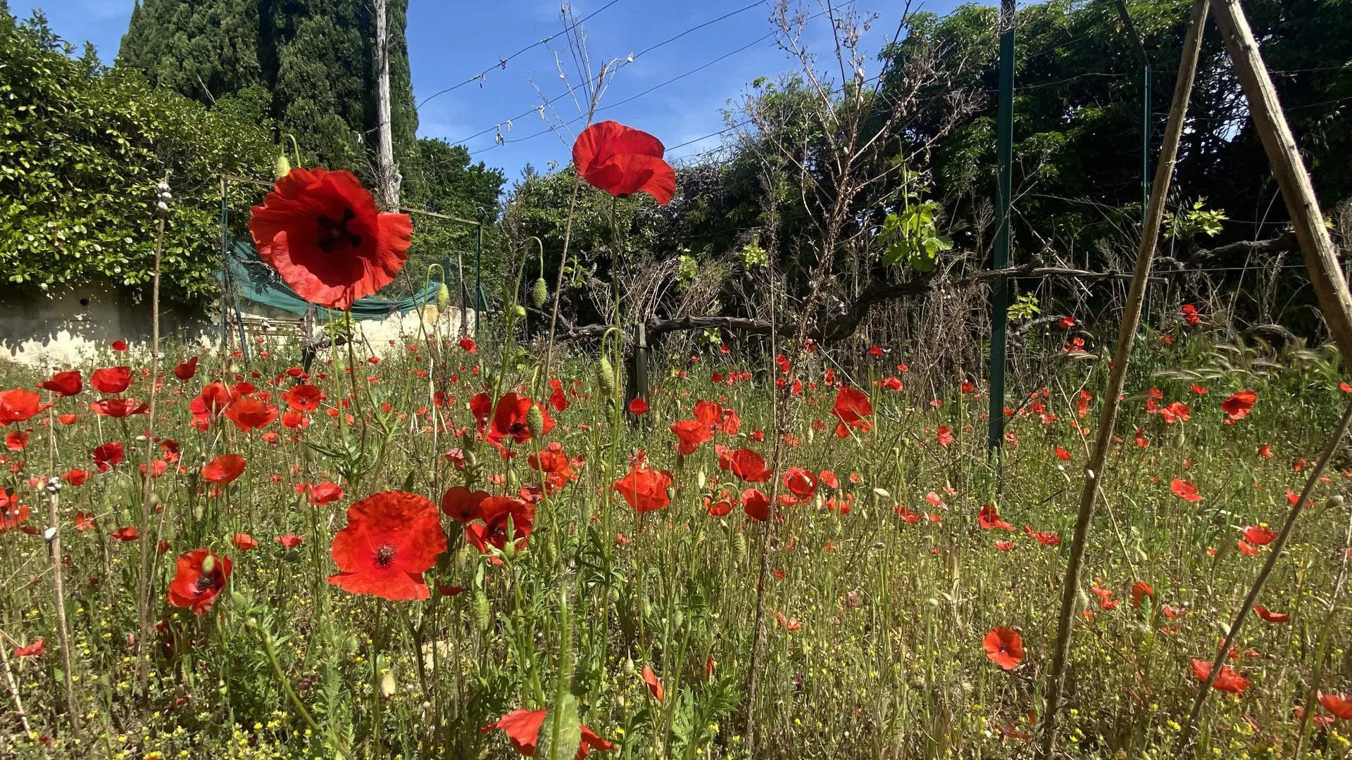 Villa Plaisance en exclusivité avec piscine privée et jardin provençal