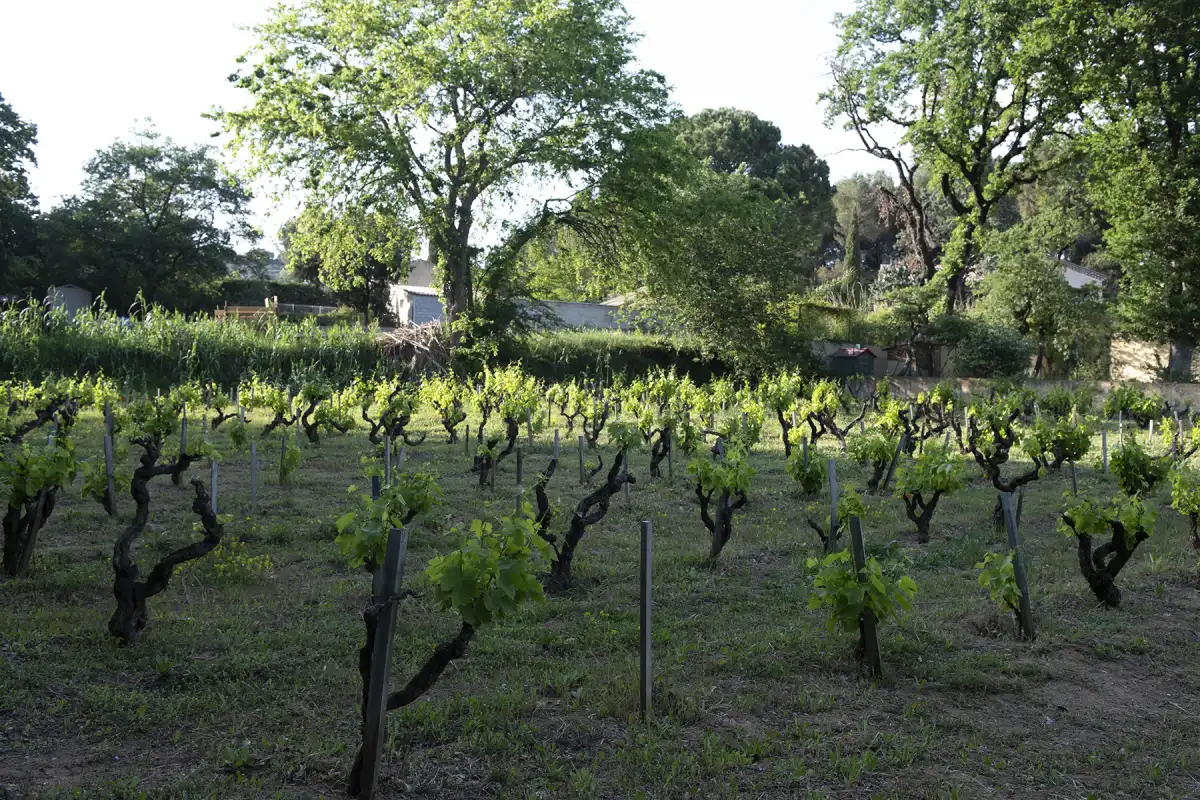 Rows of AOC Châteauneuf-du-Pape vines behind Villa Plaisance, in Bédarrides